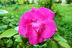 美丽的明亮的玫瑰花园阳光明媚的清晰的一天