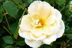 美丽的明亮的玫瑰花园阳光明媚的清晰的一天