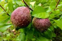 新鲜的多汁的梨梨树分支有机梨自然环境作物梨夏天花园