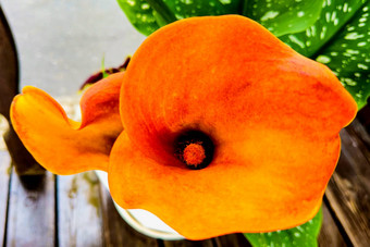 马蹄莲莉莉美丽的橙色花盛开的花园春天阿鲁姆莉莉黄金马蹄莲