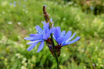 蓝色的花常见的菊苣关闭夏天