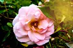 粉红色的玫瑰花布鲁姆背景模糊的玫瑰玫瑰花园