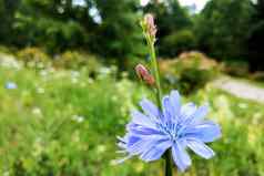 蓝色的花自然背景花野生菊苣末端cichoriumIntybus