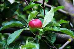 红色的苹果苹果树分支花园