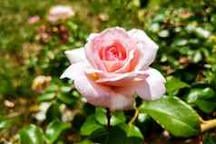 粉红色的玫瑰花玫瑰布什花园夏天春天