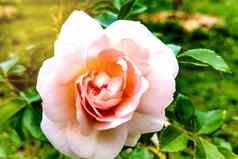 粉红色的玫瑰花布鲁姆背景模糊的玫瑰玫瑰花园