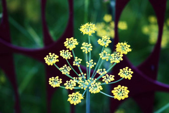 球状伞形当归archangelica花园当归野生芹菜白色花关闭