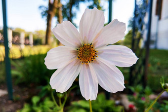 美丽的白色宇宙花花园白色<strong>花图片</strong>