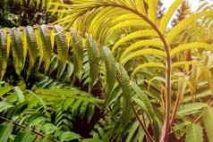 自然绿色年轻的鸵鸟蕨类植物羽毛球蕨类植物叶子