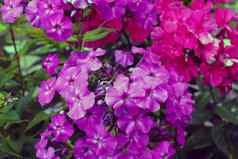 紫色的火焰花夹竹桃圆锥花花园夹竹桃花常年夹竹桃