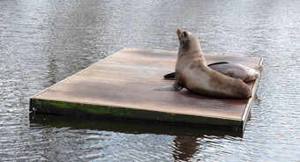 加州的海狮子休息
