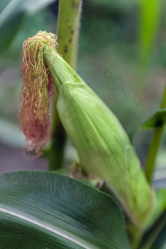 婴儿玉米水果植物关闭年轻的玉米头发花园完整的种植玉米植物种植园农村甜蜜的玉米绿色叶子场