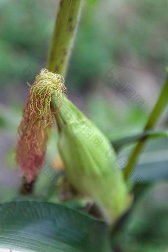 婴儿玉米水果植物关闭年轻的玉米头发花园完整的种植玉米植物种植园农村甜蜜的玉米绿色叶子场