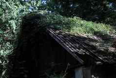 屋顶被遗弃的房子森林覆盖植物