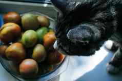 灰色的猫嗅探绿色西红柿