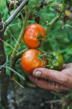女人的手收获新鲜的有机西红柿花园阳光明媚的一天农民挑选西红柿蔬菜日益增长的园艺概念