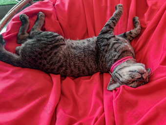 猫睡觉红色的沙发上显示概念斗争<strong>应对</strong>首页检疫科维德流感大流行爆发