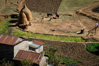 农场牲畜山村戈雷帕尼博卡拉