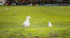 海鸥流浪的草坪上都柏林爱尔兰