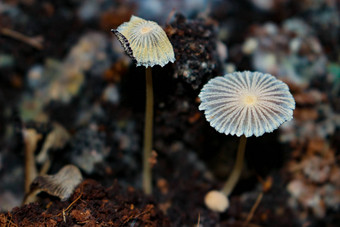 <strong>遮阳伞</strong>auricoma蘑菇堆肥本