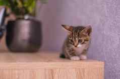 小猫白色爪子坐在表格花盆紫色的墙