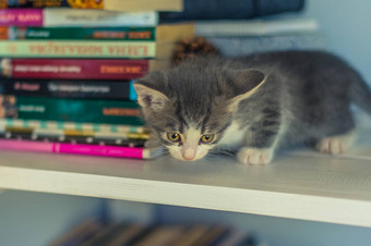 灰色的小猫坐在书架上冷杉锥