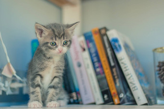 灰色的小猫坐着白色书架上