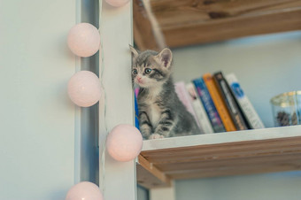 灰色的小猫坐在书架上加兰光灯泡