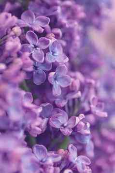 紫色的淡紫色花背景精致的春天花