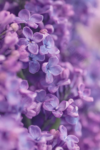 紫色的淡紫色花背景精致的春天花