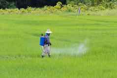 农民喷涂农药大米场保护害虫