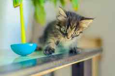条纹小猫坐在表格倾斜玩具