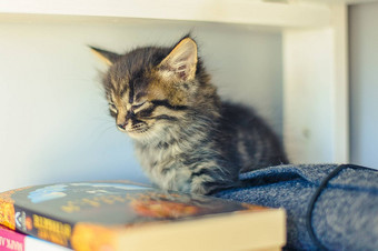 灰色的条纹小猫坐在书架上