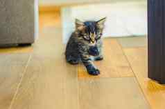 黑暗灰色的条纹小猫坐在木地板上
