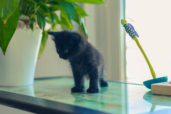 黑色的小猫坐在<strong>玻璃</strong>表格<strong>花盆</strong>花玩具