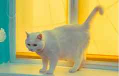 伟大的白色猫黄色的窗口