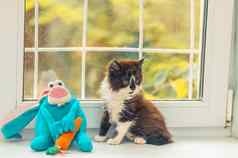 可爱的小猫玩具坐着窗口