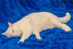 大白色猫说谎蓝色的毯子