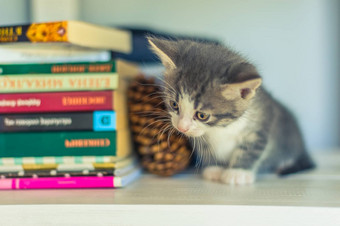 灰色的小猫坐着白色书架上冷杉锥