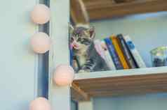 灰色的小猫坐在架子上书加兰