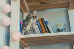 灰色的小猫坐在白色书架上加兰