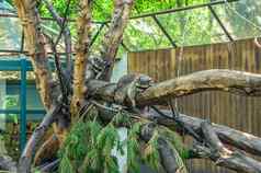 浣熊家庭睡觉树树干动物园