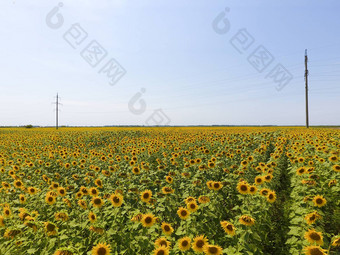 空中视图农业字段开花油料场<strong>向日葵</strong>前视图