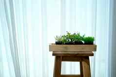 植物能木凳子椅子窗口礼貌