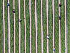 空中前视图绿色农田农民工作