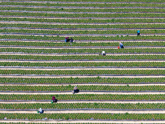 空中前视图绿色农田农民工作