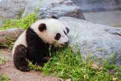 婴儿熊猫加州美国