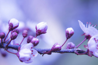 樱桃花朵春天季节