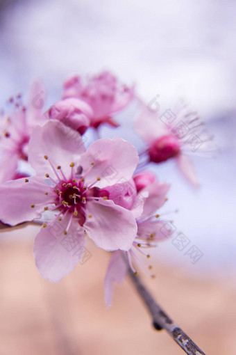 樱桃花朵春天季节