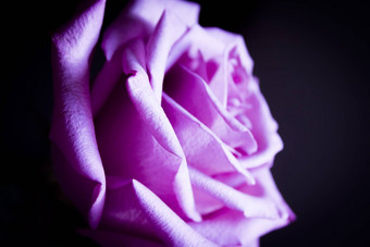 淡<strong>紫色玫瑰</strong>黑色的背景